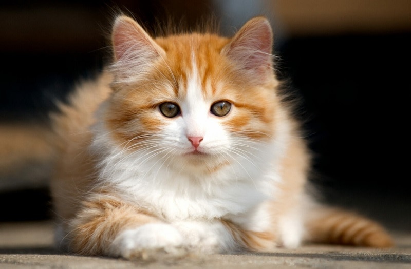 top-15-best-orange-and-white-cat-breeds-with-pictures