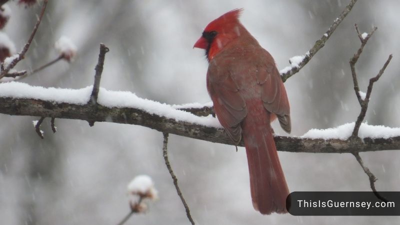 dead-cardinal-bird-spiritual-meaning-3-positive-messages